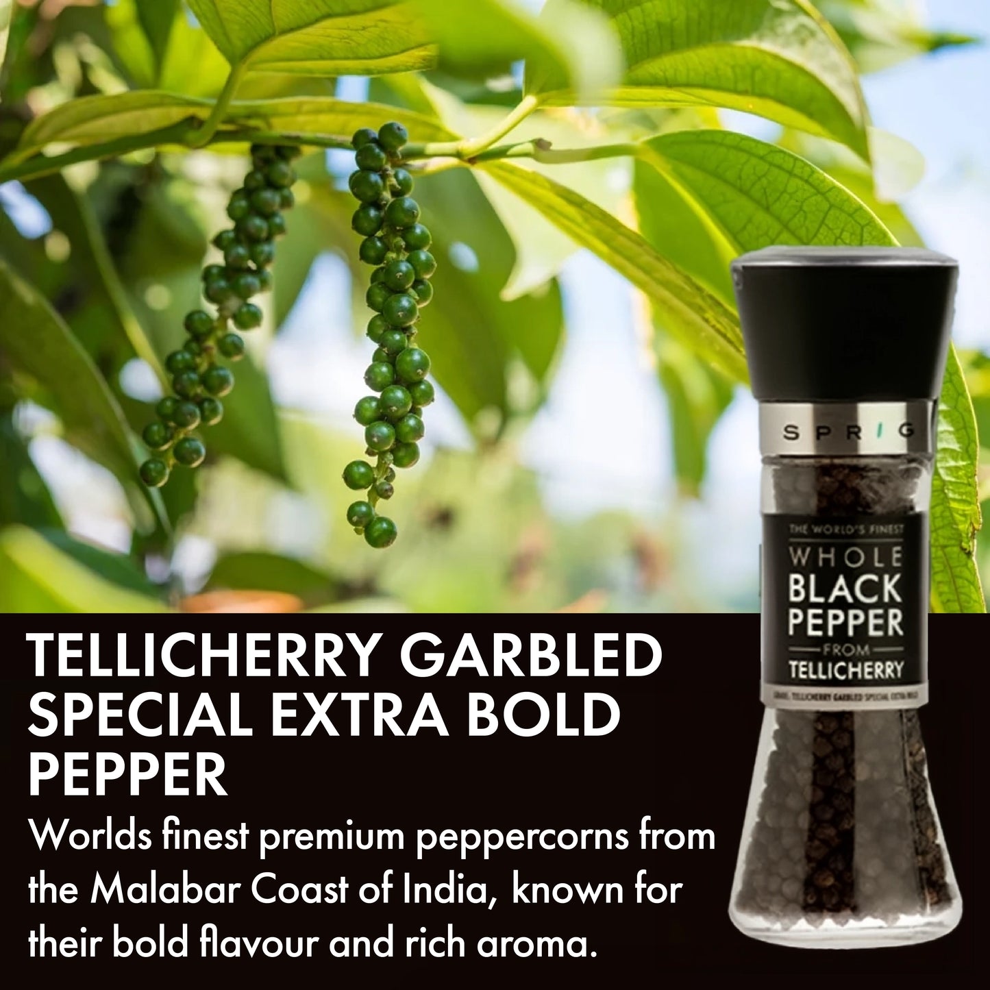 
                  
                    Whole Black Pepper -Tellicherry Garbled Special Extra Bold
                  
                